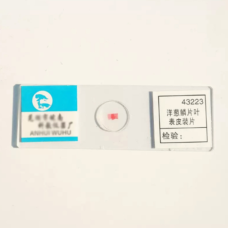 Cân hành lá biểu bì
