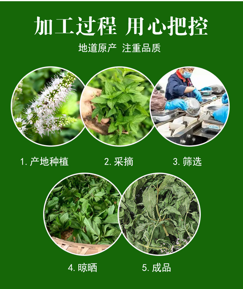 Spearmint Leaf (Mentha spicata) — Anhui Dried Mint Tea for Cold Brew & Daily Infusions preparation