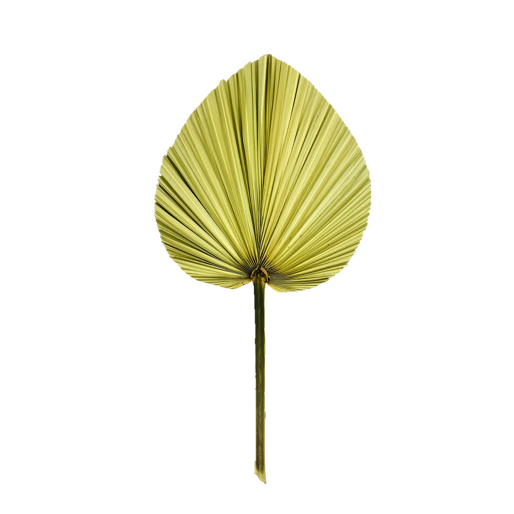 Fuente de la fábrica flor seca hoja de cola hoja de palma color primario planta girasol hoja ventilador decoración suave decoración de la boda centro comercial adornos