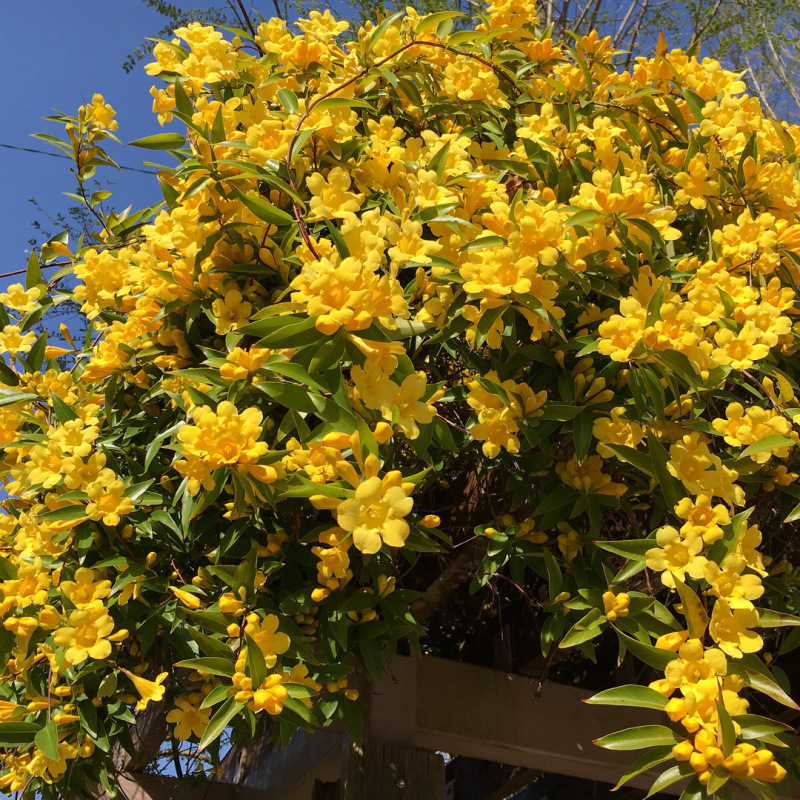 French Perfume Rattan Potted Plant, Fragrant Rattan, Four-Season Flower, Indoor and Outdoor Flower Seedlings, Windmill Jasmine Climbing Vine Plant Florals