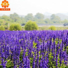 薰衣草苗 薰衣草苗品牌 图片 价格 薰衣草苗批发 阿里巴巴