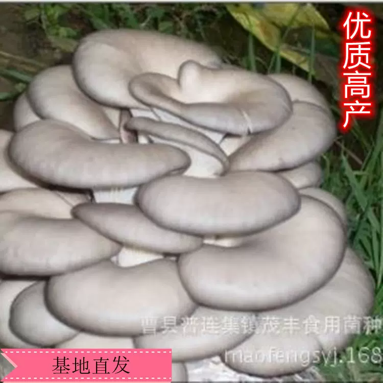 基地直发 优质食用菌 菌种 蘑菇 菌棒 食用菌 菌袋 平菇菌包高产