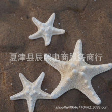 天然贝壳海螺系列面包五指海星大海星标本家居收藏装饰品厂家批发