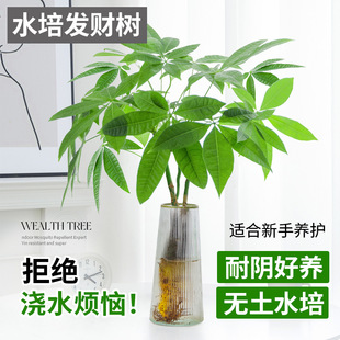 �lؔ��ˮ��ֲ��С�����҃ȿ͏d�k���������ļ����B��ˮ�B�Gֲ����