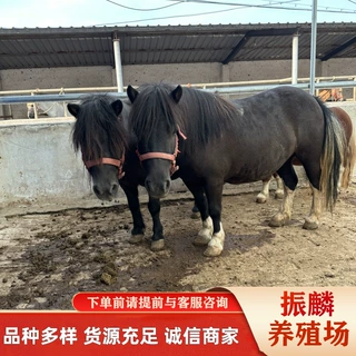 迷你小型矮马一匹 哪里用景区骑乘矮马养殖场 德保矮马