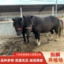 德保骑乘迷你景区矮马