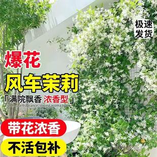 �L܇���������Ϙ�����ֲ���ļ��_���̨�������ܷ�ɫ�y�z������B