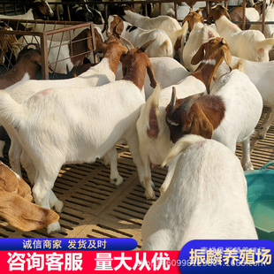 ����ɽ�����ĸ�����һֻ  ����ɽ����w ����ɽ���Bֳ��