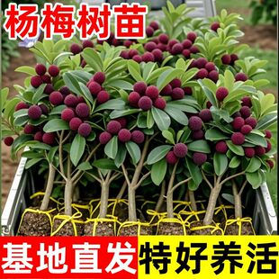 �ش��÷����|���ɾӖ|���Ϸ��޽Ӻ�̿ˮ��������Ϸ��Nֲ������