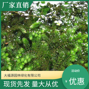 Wholesale of Submersible Plants, Black Algae, Goldfish Algae, Foxtail Algae, Eye Algae, Various Aquatic Plant Seedlings Construction
