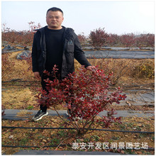 出售地栽蓝莓苗 3年生蓝莓苗价格 当年结果 润景蓝莓育苗基地
