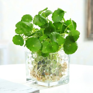 Copper Money Grass Green Plant Potted Soil Culture Hydroponic Easy-To-Live Plant Indoor Gardening Flower Copper Money Grass Potted Plant