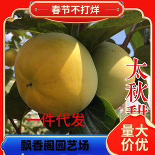 һ�����l�㽭̫����������ش�������������S�ձ������Ә�����Ʒ