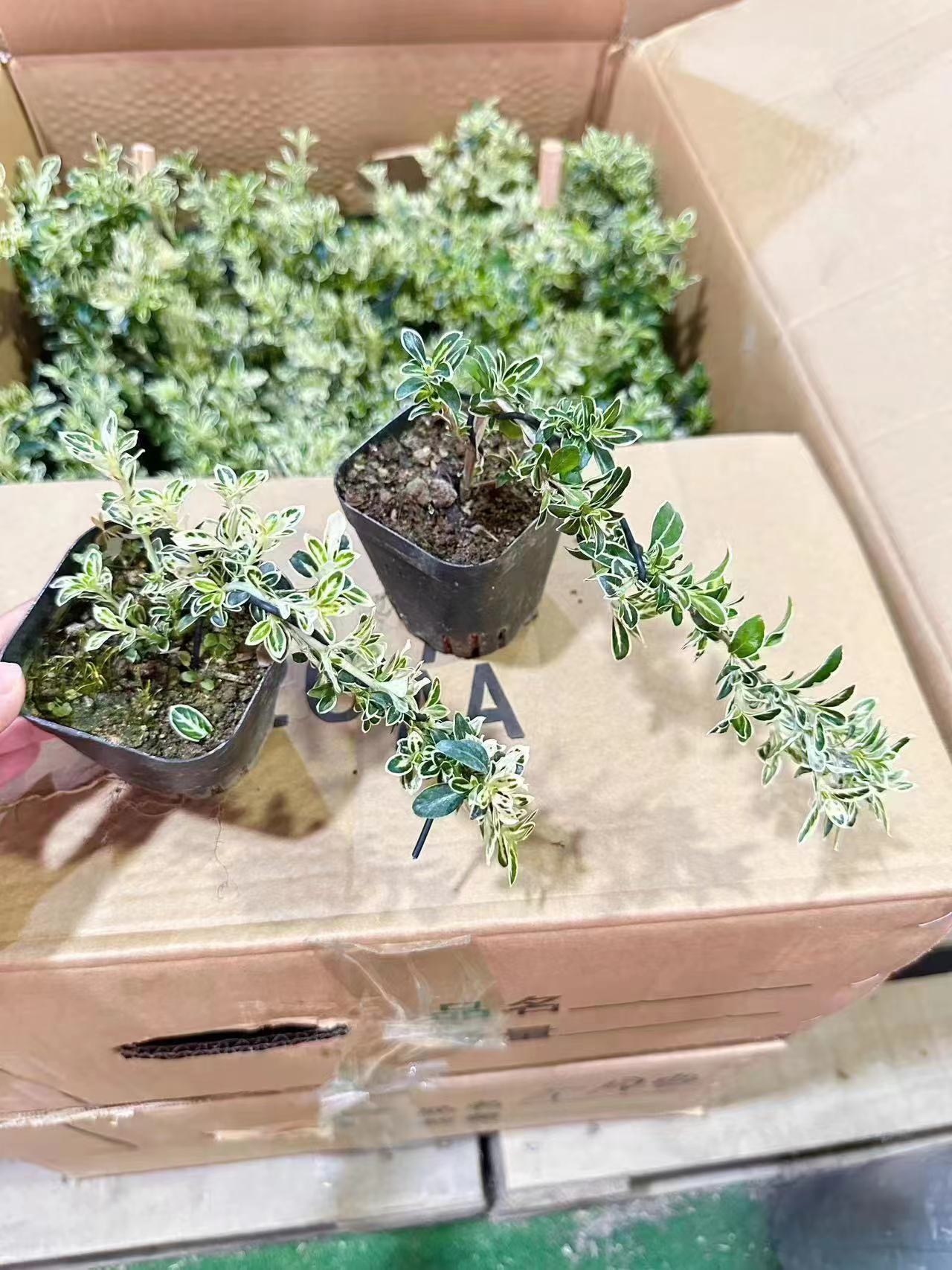 微信图片_202306161513261