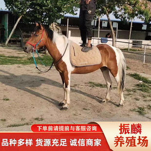 �T���M���O���m���R���� �����u���a�����R ���������R�r��