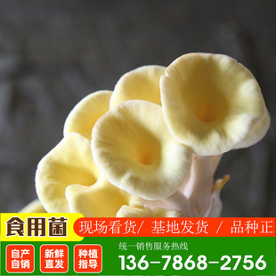Желтые грибные грибные грибные грибные бактерии бактерии бактерии Pymoplasma Family Moccosus