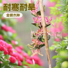 2026东北辽宁耐寒耐旱庭院篱笆金银木 红花蓝叶忍冬园林绿化苗木