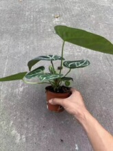 水晶花烛盾叶火鹤后网红进口绿植室内观叶植物基地花卉批发