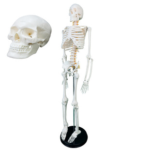 2023�¿����w��������ģ��С�Ǽ��˸�����Ѫ��85CM���w����C��