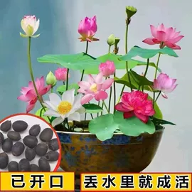 盆栽;种子;园林果树