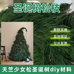 ������Ů��֦�}�Q�仨���}�Q���h�҃�ˮ��ֲ���r�����ֱ�l