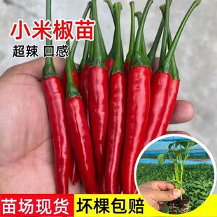 ����С�������������������콷�����ļ��Ϸ��N�̨���Բˈ@�߲���