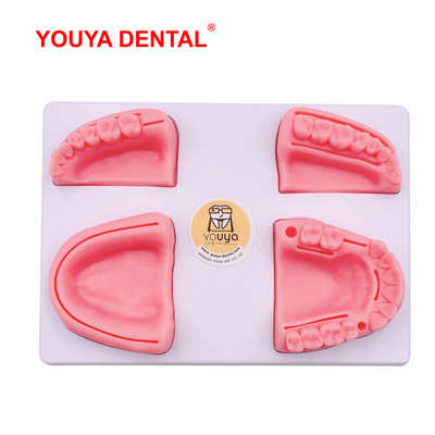 oral cavity Tooth suture Practice modular Medical Science teaching train tool Tooth Gums suture modular One piece On behalf of