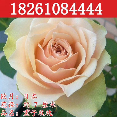 日系新品月季花苗 熏子玫瑰 大花香水型切花庭院阳台盆栽花卉绿植