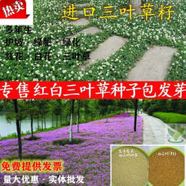 白三叶价格 最新白三叶价格 批发报价 价格大全 阿里巴巴