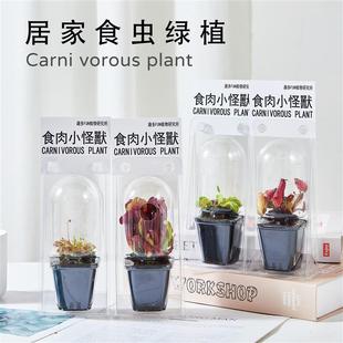 Carnivorous Little Monster Gift Box Novel and Fun Carnivorous Plant Corporate Business Event Souvenir Gift 30 Days Live