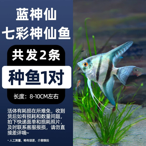 8-10 blue seed fish 1 pair