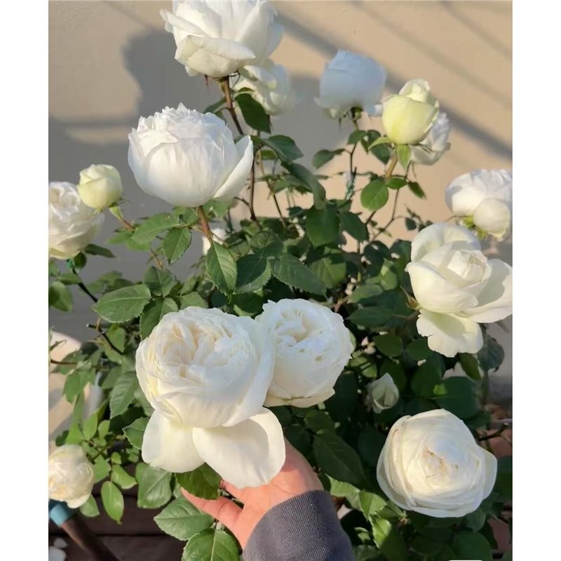 四季咲きのバラの花苗、特大の花つる苗、屋内外のバルコニー鉢植えバラ|undefined