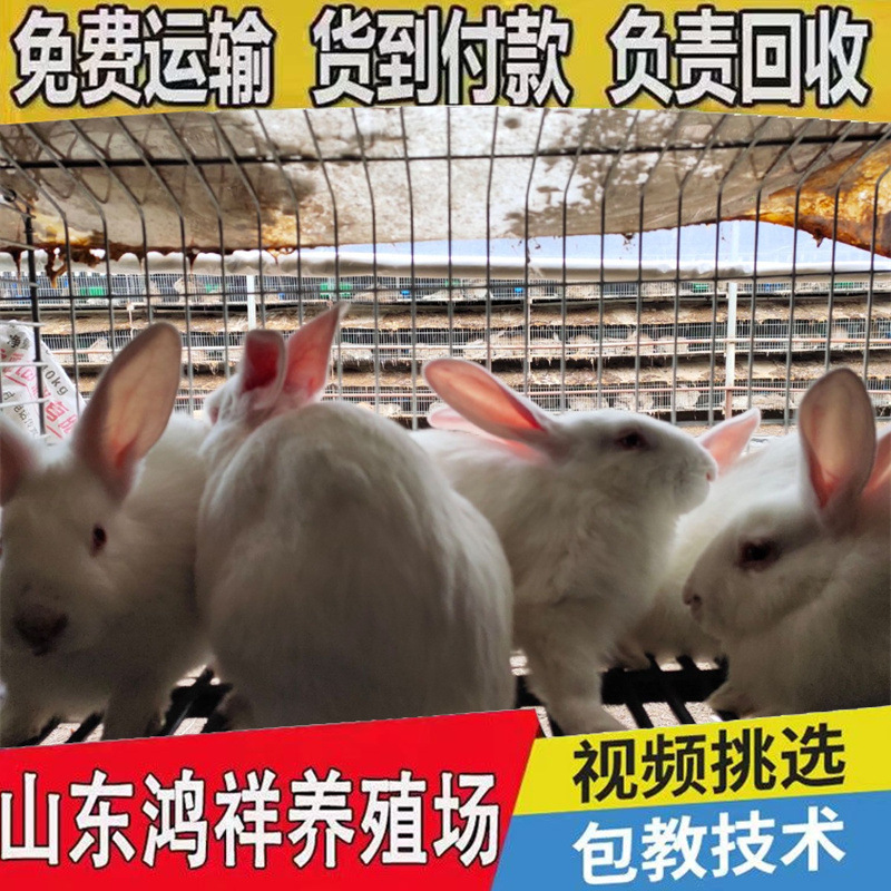 00f0791c9dfd43ec82799697434763