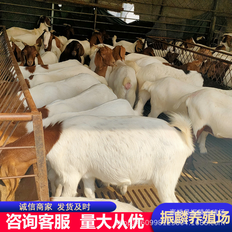 波尔山羊羊羔 羊苗i多少 一只波尔山羊 育肥羊苗养殖