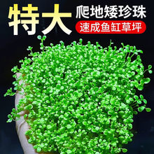 ���ذ�����o����ſ������С��ˮ��ֲ���~���쾰��ˮˮ���������
