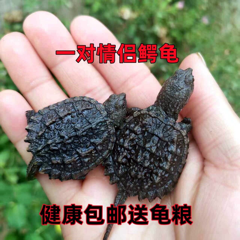 Live North American small alligator turtle, ferocious pet turtle, ornamental turtle, mixed species alligator turtle, pet turtle Live North American small alligator turtle, ferocious pet turtle, ornamental turtle, mixed species alligator turtle, pet turtle