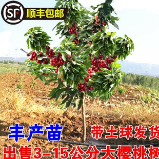 ܇���Ә����ش���Ҙ䎧�������ͥԺ�����Ϸ������Nֲ���������