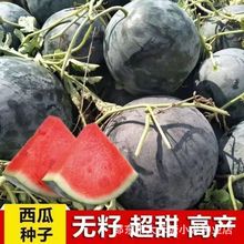 黑皮无籽西瓜种子超甜高产薄皮红心特大西瓜种籽蔬菜水果种籽四季