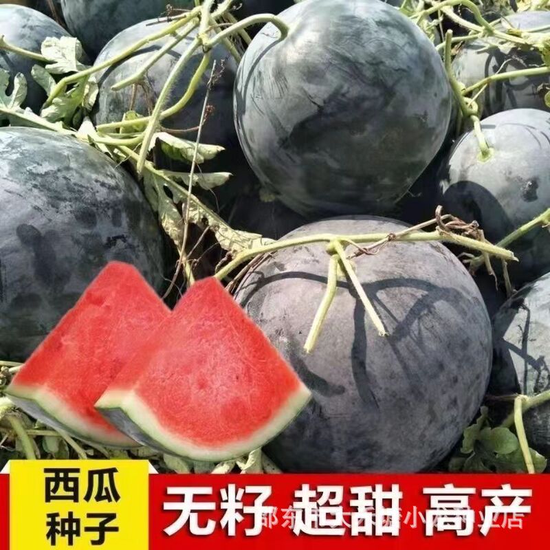 Black-Skinned Seedless Watermelon Seeds, Super Sweet, High-Yielding, Thin-Skinned, Red-Heart, Extra-Large Watermelon Seeds, Vegetable and Fruit Seeds for All Seasons Black-Skinned Seedless Watermelon Seeds, Super Sweet, High-Yielding, Thin-Skinned, Red-Heart, Extra-Large Watermelon Seeds, Vegetable and Fruit Seeds for All Seasons