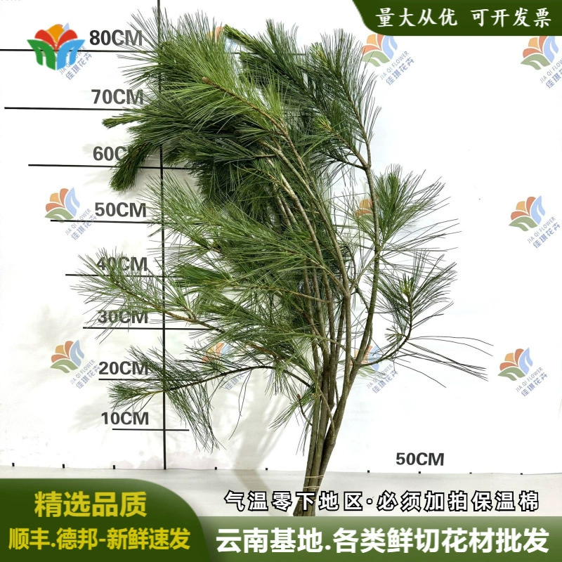 Свежесрезанные пятиигольчатые сосновые ветки, ветви белолистой сосны, свежие цветы, прямая поставка из Юньнани, оптовые поставки свадебных цветов, ландшафтные материалы в лесном стиле
