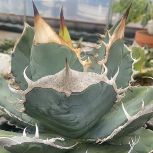 Antarctic Star Yanlong Green Plant Potted Landscape Succulent Plant Greenhouse Wholesale Agave Cactus Euphorbia