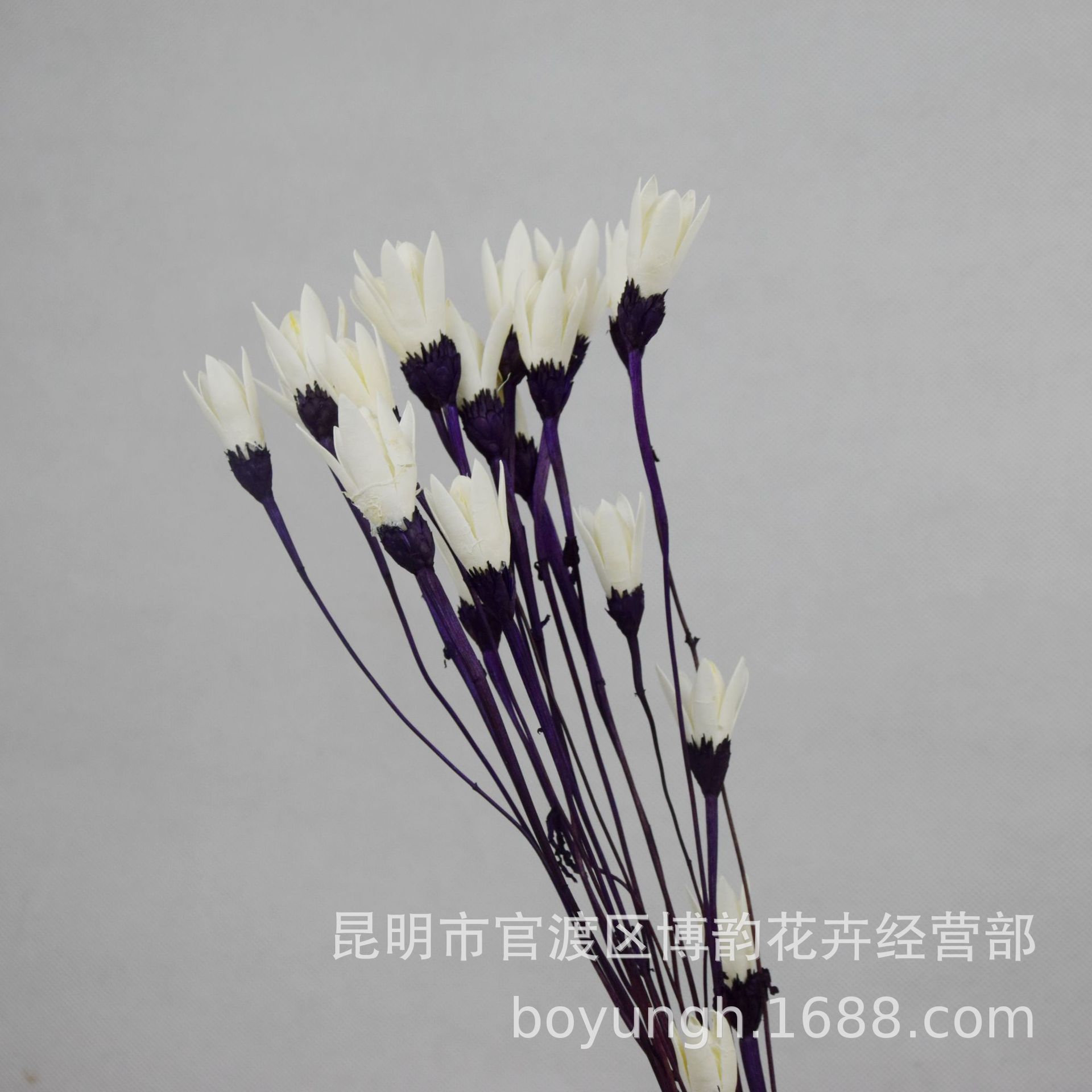 【玉兰花】云南干花 虞美人草玉兰 干花批发