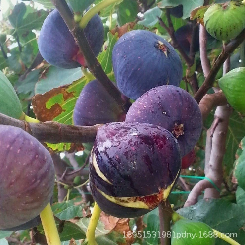 Синьцзян Ранний желтый рис Рассада Очень большой сахар Сердце Рис Рассада Холодостойкая Бассейн Посадка Южная Посадка Результаты года
