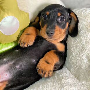 �D�cȮ��Ȯ���N���w�D�c�����ﹷ�D�c��ëȮ���B���x��Ȯ