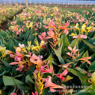 Aquatic Plants Aquatic Canna Wetland Garden Seedlings Landscape Plants Canna River Greening