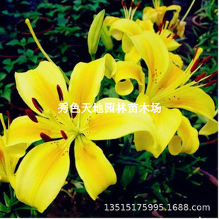 Imported Perfume Lily Bulbs Potted Plants Bloom in All Seasons, Florals and Green Plants, Easy to Grow Indoors, Strong Fragrance Type