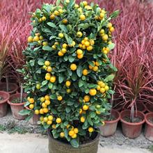 ��ۘ�����������С��ێ����҃ȿ͏d�k����������۰lؔ���f���