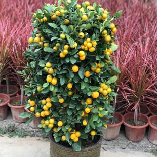 ��ۘ�����������С��ێ����҃ȿ͏d�k����������۰lؔ���f���