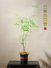 正宗台湾内门竹盆栽竹子苗茶桌观叶绿植室内阳台桌面绿植盆景好养