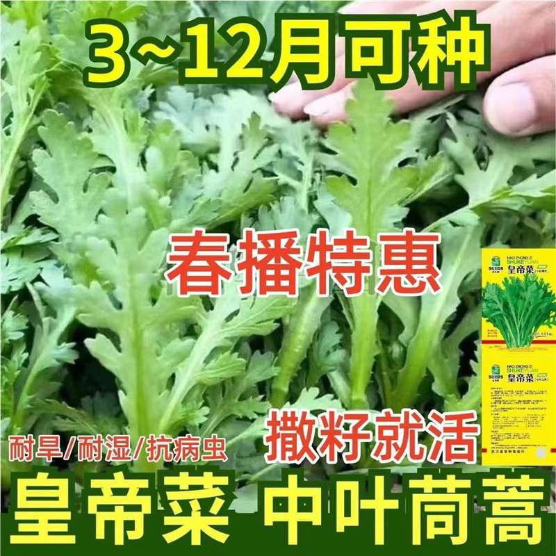 皇帝菜中叶茼蒿种子青菜种籽春菊菜种高产茼蒿菜种籽四季蔬菜种子